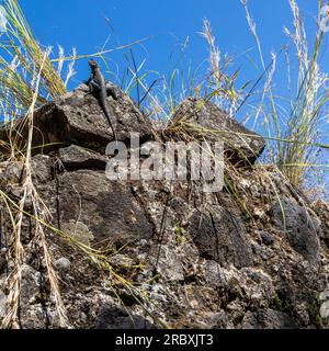 Lizard on stones against a blue sky in thick grass Stock Photo