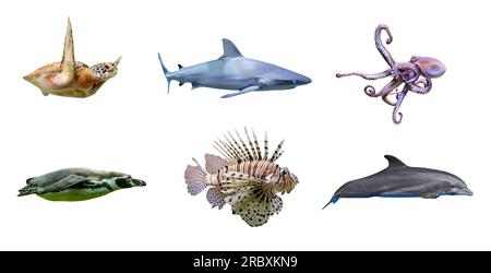 Set of marine sea life species, isolated on white background Stock Photo