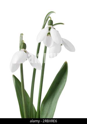 Beautiful snowdrops isolated on white. Spring flowers Stock Photo