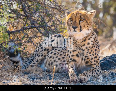 Cheetah at Mashatu Euphorbia Game Reserve in Botswana. Stock Photo
