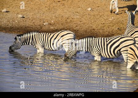 Zebras drinking at Chudob waterhole, Etosha National Park, Namibia Stock Photo