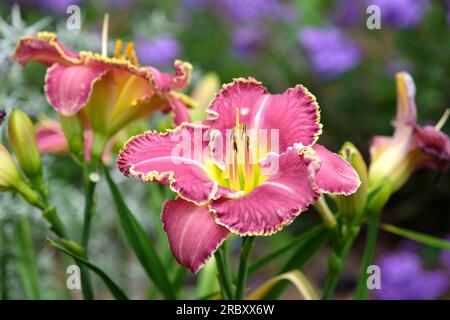 Hemerocallis hybrid daylily 'Raspberry Eclipse' in flower. Stock Photo