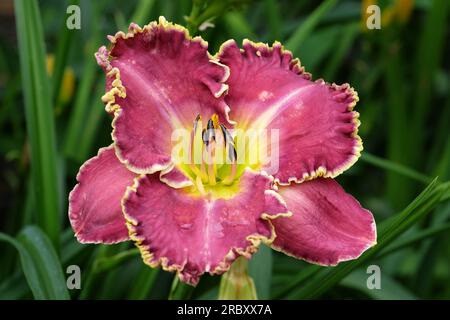 Hemerocallis hybrid daylily 'Raspberry Eclipse' in flower. Stock Photo