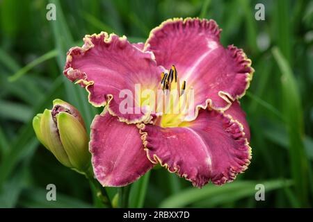 Hemerocallis hybrid daylily 'Raspberry Eclipse' in flower. Stock Photo