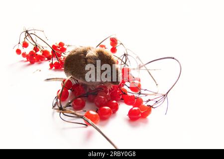 Rufocanus Boreal forests Gray-sided vole (Clethrionomys rufocanus) and ripe red ...