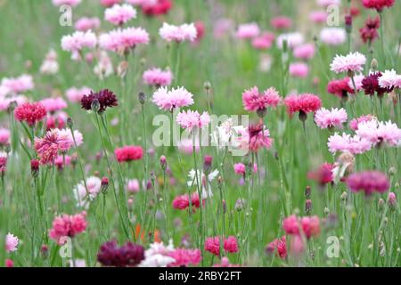 BachelorÕs button cornflower in flower. Stock Photo
