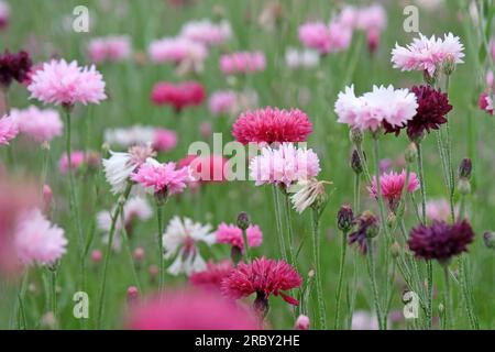 BachelorÕs button cornflower in flower. Stock Photo
