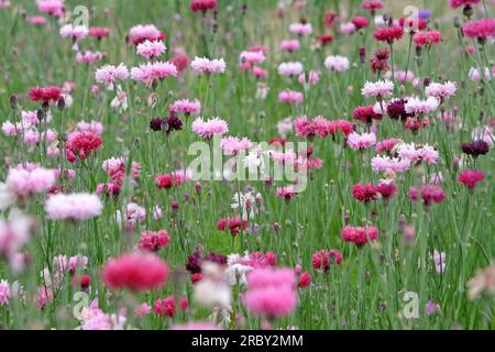 BachelorÕs button cornflower in flower. Stock Photo