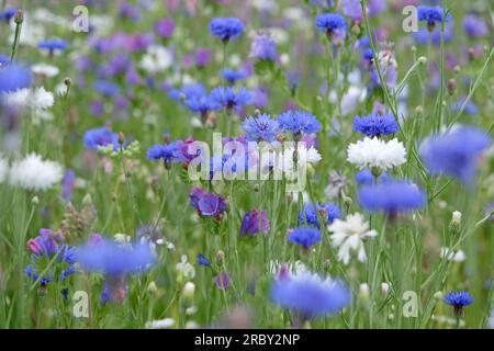 BachelorÕs button cornflower in flower. Stock Photo