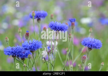 BachelorÕs button cornflower in flower. Stock Photo