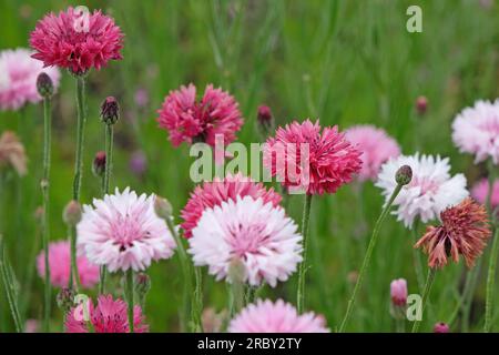 BachelorÕs button cornflower in flower. Stock Photo