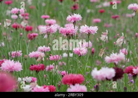 BachelorÕs button cornflower in flower. Stock Photo