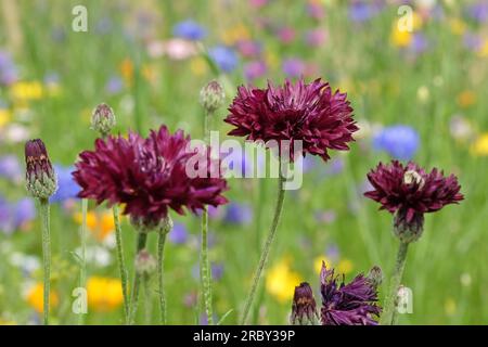 BachelorÕs button cornflower in flower. Stock Photo