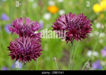BachelorÕs button cornflower in flower. Stock Photo
