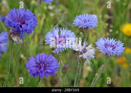 BachelorÕs button cornflower in flower. Stock Photo