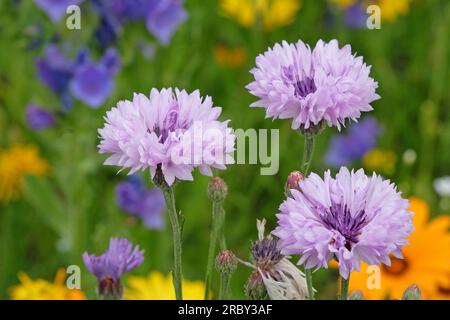 BachelorÕs button cornflower in flower. Stock Photo