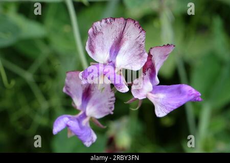 Lathyrus odoratus 'Three Times As Sweet' in flower. Stock Photo