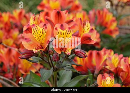 Bright Alstroemeria 'Indian Summer' in flower Stock Photo