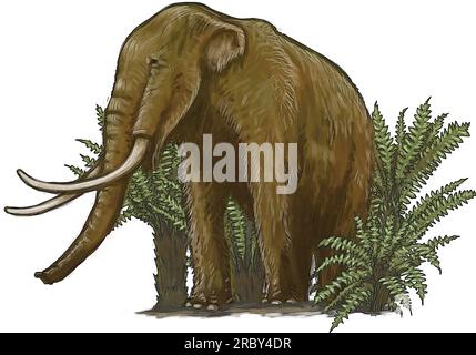 Art of young woolly mammoth (Mammuthus primigenius) species that lived during the Pleistocene until its extinction in the Holocene, elephant ancestor. Stock Photo