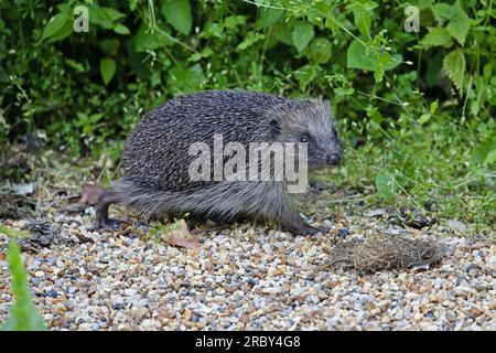 European Hedgehog (Erinaceus europaeus) adult Norwich May 2023 Stock Photo