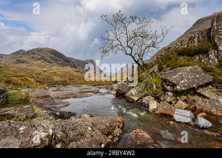 lone tree by stream in glencoe scottish highlands Stock Photo