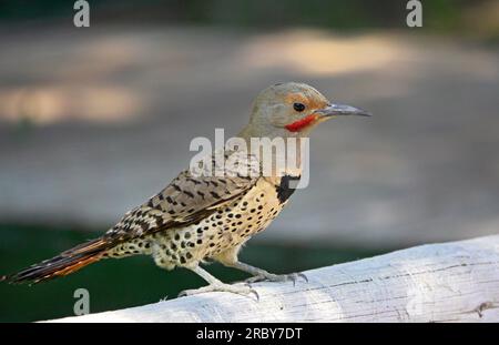 Portrait of a Northern Flicker. Colaptes auratus, also called a red-shafted flicker, and a yellow-shafted flicker. In a forest of pine and fir in the Oregon Cascade Mountains. Stock Photo