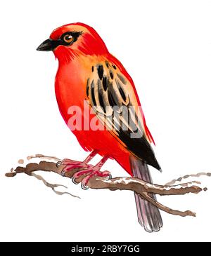 Colorful bird sitting on tree branch. Ink and watercolor drawing Stock Photo