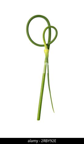 Green stalks of garlic isolated on white background. The twisted stems of plants from seed. Salad for healthy diet Stock Photo