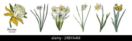 Narcissus December Birth month flower vector set. Stock Vector