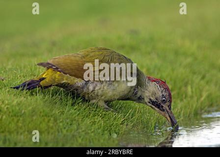 Green Woodpecker (Picus viridis) immature female moulting into adult plumage, drinking  Eccles-on-Sea, Norfolk, UK.             September Stock Photo