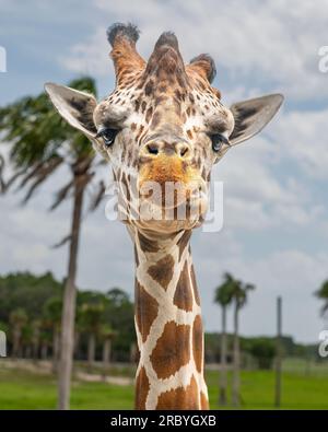 Giraffe head up close Giraffa looking directly into camera and chewing Stock Photo