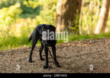 Black dog with tongue sticking out standing on the road in the forest Stock Photo