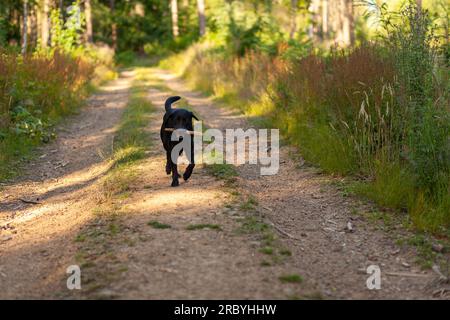 Black Labrador Retriever running on a dirt road in the forest Stock Photo