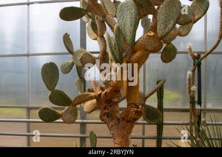 Cactus Opuntia streptacantha ( Giant Prickly Pear )at the botanical garden Stock Photo