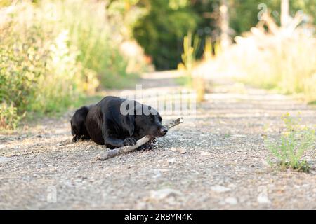Black dog with a bone in his mouth lying on the ground. Stock Photo
