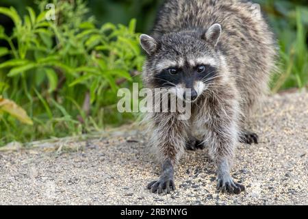 A Raccoon (Procyon lotor) in a backyard garden forages for leftover bird seed. These highly adaptable animals will take advantage of easy food sources Stock Photo