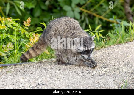 A Raccoon (Procyon lotor) in a backyard garden forages for leftover bird seed. These highly adaptable animals will take advantage of easy food sources Stock Photo