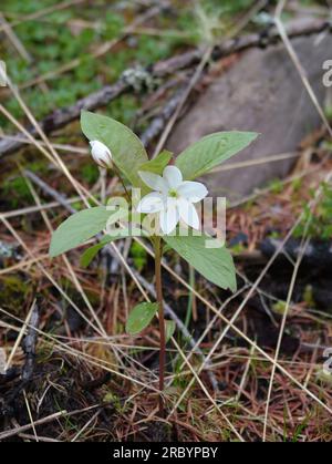Chickweed Wintergreen Trientalis europaea in flower in a acid soil coniferous forest in the Highlands of Scotland in late spring.Rare in UK Stock Photo
