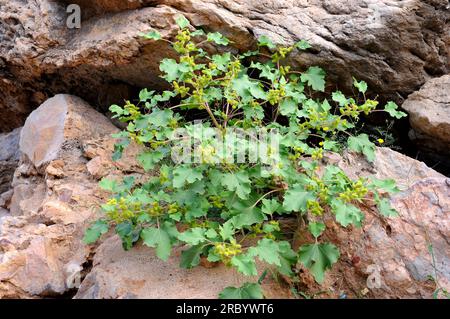 Clotbur or common cocklebur (Xanthium strumarium) is an annual plant probabily native to North America but extensively naturalized elsewhere. Is toxic Stock Photo