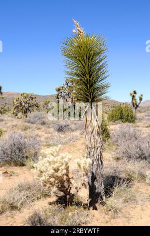 Mojave yucca or Spanish dagger (Yucca schidigera) is a medicinal small tree native to deserts of southeastern USA. Flowers, fruits and roots are edibl Stock Photo