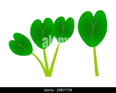 Colocasia Esculent a Leaf or Kochu pata vector logo, sign, symbol or icon illustration Stock Vector