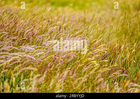 Grasses blowing in the wind, Pembrokeshire, Wales Stock Photo