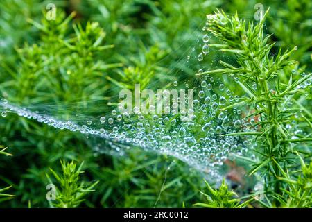 Raindrops glisten on a spider web in a welsh hedgerow Stock Photo
