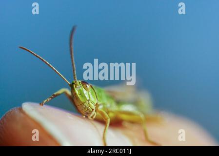 Curious Grasshopper Head Shot on Finger on Sunny Day Stock Photo