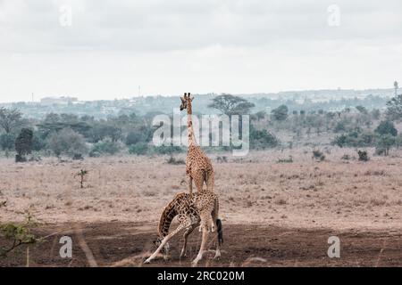 Giraffe wildlife animals black and white roaming on the lookout thick forest in the Nairobi National Park only capital city in the world with a game par Stock Photo