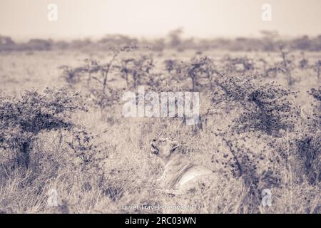 Lioness Roaring scarring on the rough road resting in Nairobi National Park Nairobi City County Kenya East Africa, the only animal park in the city in Stock Photo