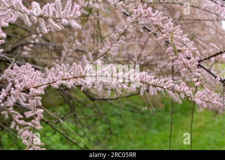 In spring, the ornamental plant tamarix grows in nature Stock Photo