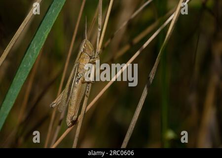 Common field grasshopper (Chorthippus brunneus) at Gibraltar Point, Lincolnshire, UK. Stock Photo
