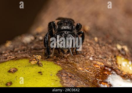 Adult Stingless Bee of the Tribe Meliponini Stock Photo