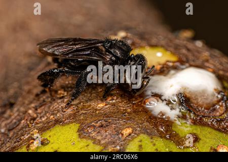 Adult Stingless Bee of the Tribe Meliponini Stock Photo